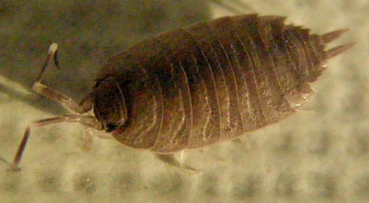 Porcellio sp.